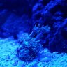 Phish2coralreef