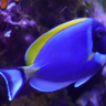 PotomacReef