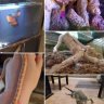 Mike's "mini zoo"