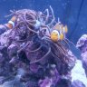 Gregsreef