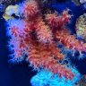 good.reef