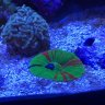 Yellow Coris Wrasse