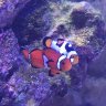 Reefing Dave