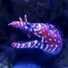 TheDragonsReef