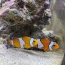 Aquarium1212
