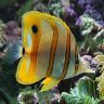 reefing is my hobby
