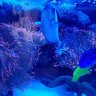 Art's reef