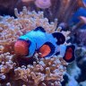 NewAgeDottyback