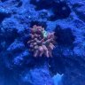 Finnys_Reef