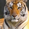 savetigers