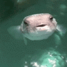 FishBot