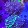 Luis's Nano