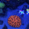 natesreef_