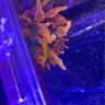 AceShadow_Reefer