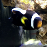 Max Aquatic