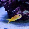 Blenny Benny