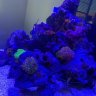 GriffFamilyReef