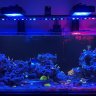 RKSREEF