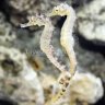 Seahorse25