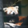 Marten