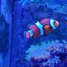 Baby Nemo