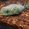 Pablopufferfish