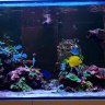 3ft of sps