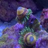 ReefQuest