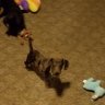 Izzydogdachshund