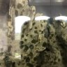 qandawfish