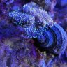 Tuna Blue