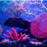 penixaquarium