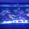 rileysreef4928