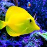 Christiansaquatics