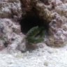 Greenlady