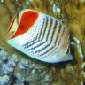 Conrad Noto
