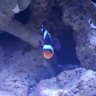 Bosreef