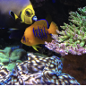 pro_aquarist