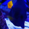 ReeftankNi