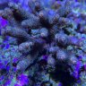 helmsreef