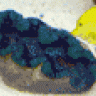 Vochito