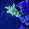 Milw-reef-414