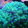 Ren's Reef