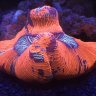 FullColorCorals