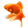 aquariumclub