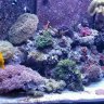 ReeferMadniss