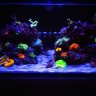 CrumpsReef