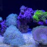 Cleartank