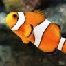 grants fish