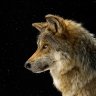 wolf_reef